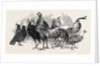 Polish Fowls by Anonymous