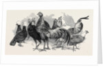 Polish Fowls by Anonymous