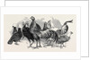 Polish Fowls by Anonymous