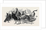 Polish Fowls by Anonymous