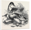 Ducks, First Prize: Cross Aylesbury and Rouen: Mr. Baker by Anonymous