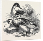 Ducks, First Prize: Cross Aylesbury and Rouen: Mr. Baker by Anonymous