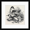 Ducks, First Prize: Cross Aylesbury and Rouen: Mr. Baker by Anonymous