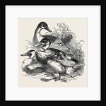 Ducks, First Prize: Cross Aylesbury and Rouen: Mr. Baker by Anonymous