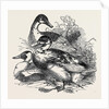 Ducks, First Prize: Cross Aylesbury and Rouen: Mr. Baker by Anonymous