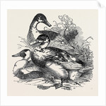 Ducks, First Prize: Cross Aylesbury and Rouen: Mr. Baker by Anonymous