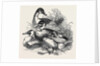 Ducks, First Prize: Cross Aylesbury and Rouen: Mr. Baker by Anonymous