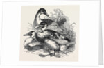 Ducks, First Prize: Cross Aylesbury and Rouen: Mr. Baker by Anonymous