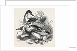 Ducks, First Prize: Cross Aylesbury and Rouen: Mr. Baker by Anonymous