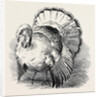 Spangled Turkey, First Prize: Mr. Bartlett by Anonymous