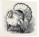 Spangled Turkey, First Prize: Mr. Bartlett by Anonymous