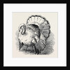 Spangled Turkey, First Prize: Mr. Bartlett by Anonymous