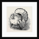 Spangled Turkey, First Prize: Mr. Bartlett by Anonymous