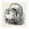 Spangled Turkey, First Prize: Mr. Bartlett by Anonymous