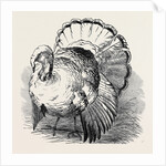 Spangled Turkey, First Prize: Mr. Bartlett by Anonymous