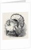 Spangled Turkey, First Prize: Mr. Bartlett by Anonymous