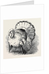 Spangled Turkey, First Prize: Mr. Bartlett by Anonymous