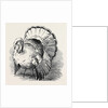 Spangled Turkey, First Prize: Mr. Bartlett by Anonymous
