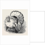 Spangled Turkey, First Prize: Mr. Bartlett by Anonymous