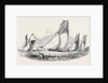 The Royal Thames Yacht Club Match; Mystery, Antagonist, Belvidere, Vixen, Prima Donna by Anonymous