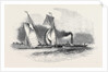 R.T.Y.C. Match, the Antagonist and Mystery Towed Off by the Waterman Steamer by Anonymous