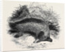Australian Anteater, at the Gardens of the Zoological Society by Anonymous