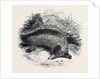 Australian Anteater, at the Gardens of the Zoological Society by Anonymous