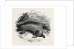 Australian Anteater, at the Gardens of the Zoological Society by Anonymous