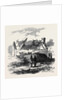 Cabin of Pat. Macnamara, Village of Clear by Anonymous