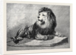 The Old Lion of the Zoological Society's Collection London 1873 by Anonymous