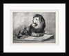The Old Lion of the Zoological Society's Collection London 1873 by Anonymous