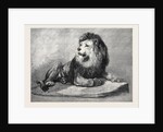 The Old Lion of the Zoological Society's Collection London 1873 by Anonymous