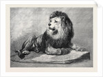 The Old Lion of the Zoological Society's Collection London 1873 by Anonymous