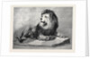 The Old Lion of the Zoological Society's Collection London 1873 by Anonymous