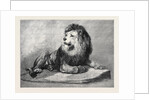 The Old Lion of the Zoological Society's Collection London 1873 by Anonymous