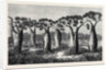 Bottle-Trees of Queensland North Australia 1873 by Anonymous