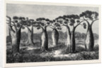 Bottle-Trees of Queensland North Australia 1873 by Anonymous