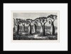 Bottle-Trees of Queensland North Australia 1873 by Anonymous