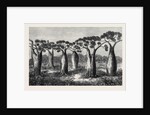 Bottle-Trees of Queensland North Australia 1873 by Anonymous