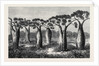 Bottle-Trees of Queensland North Australia 1873 by Anonymous