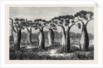 Bottle-Trees of Queensland North Australia 1873 by Anonymous