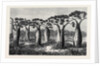 Bottle-Trees of Queensland North Australia 1873 by Anonymous