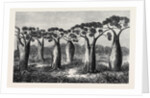 Bottle-Trees of Queensland North Australia 1873 by Anonymous