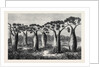 Bottle-Trees of Queensland North Australia 1873 by Anonymous