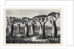 Bottle-Trees of Queensland North Australia 1873 by Anonymous