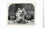 Great Expectations by Anonymous