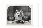 Great Expectations by Anonymous