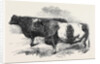 Meeting of the Royal Agricultural Society at Salisbury: No. 251 by Anonymous