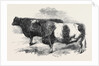 Meeting of the Royal Agricultural Society at Salisbury: No. 251 by Anonymous