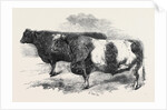 Meeting of the Royal Agricultural Society at Salisbury: No. 251 by Anonymous